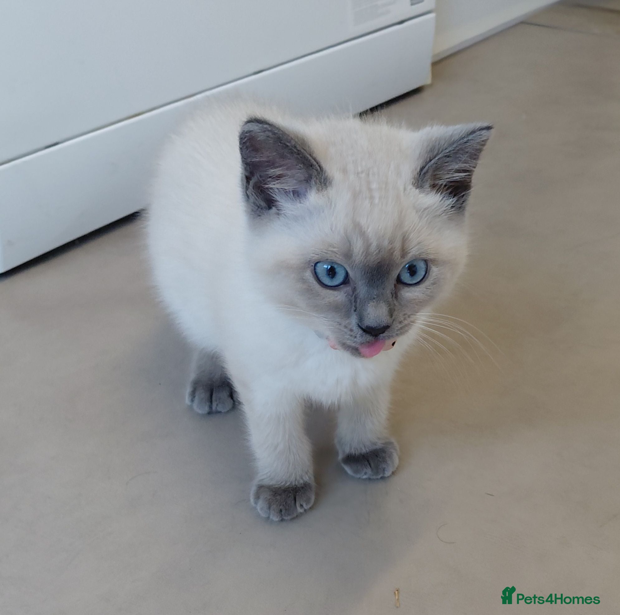 Mixed Breed cats Ragdoll mix kittens - Advert 18