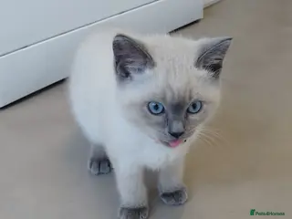 Mixed Breed cats Ragdoll mix kittens - Advert 18