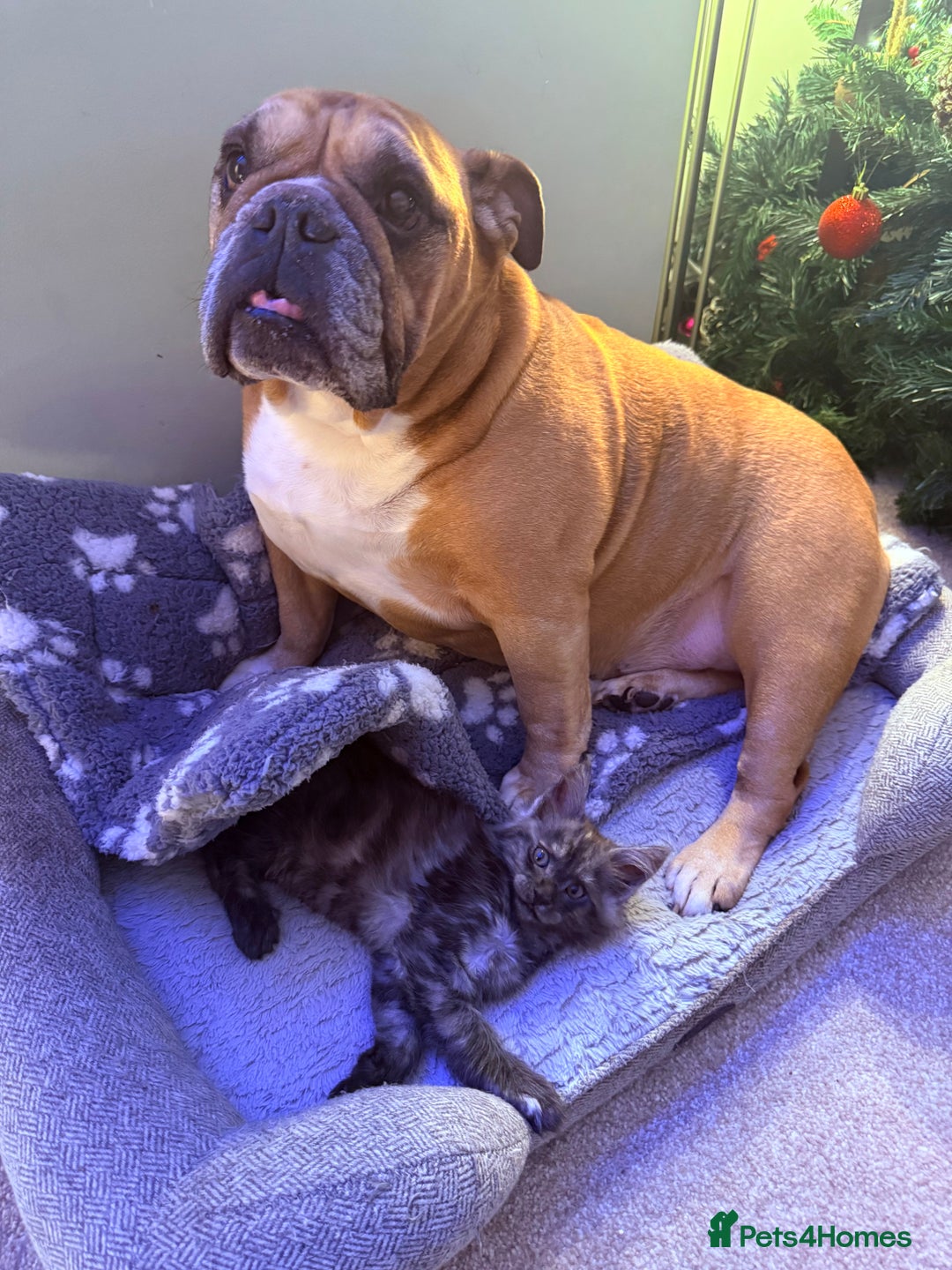 Maine Coon cats for sale: 6 remaining kittens - Advert 35