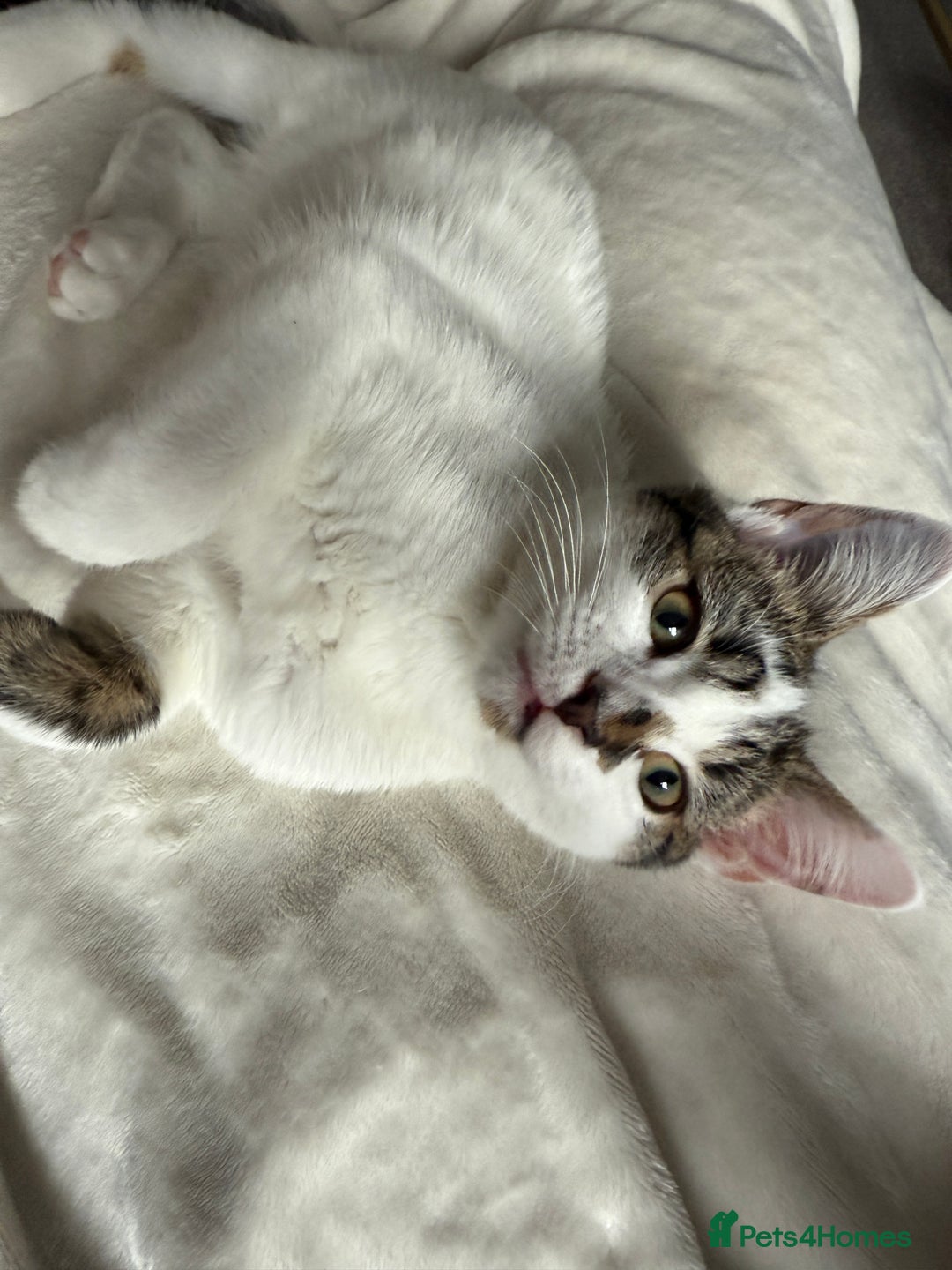 Mixed Breed cats for sale: 5 month kitten for sale - Image 3