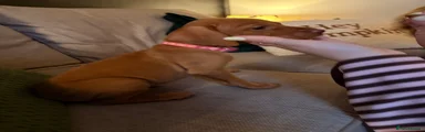 Hungarian Vizsla 3