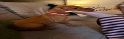 Hungarian Vizsla dogs for sale: 9 Vizsla Puppies for Sale - Advert 6
