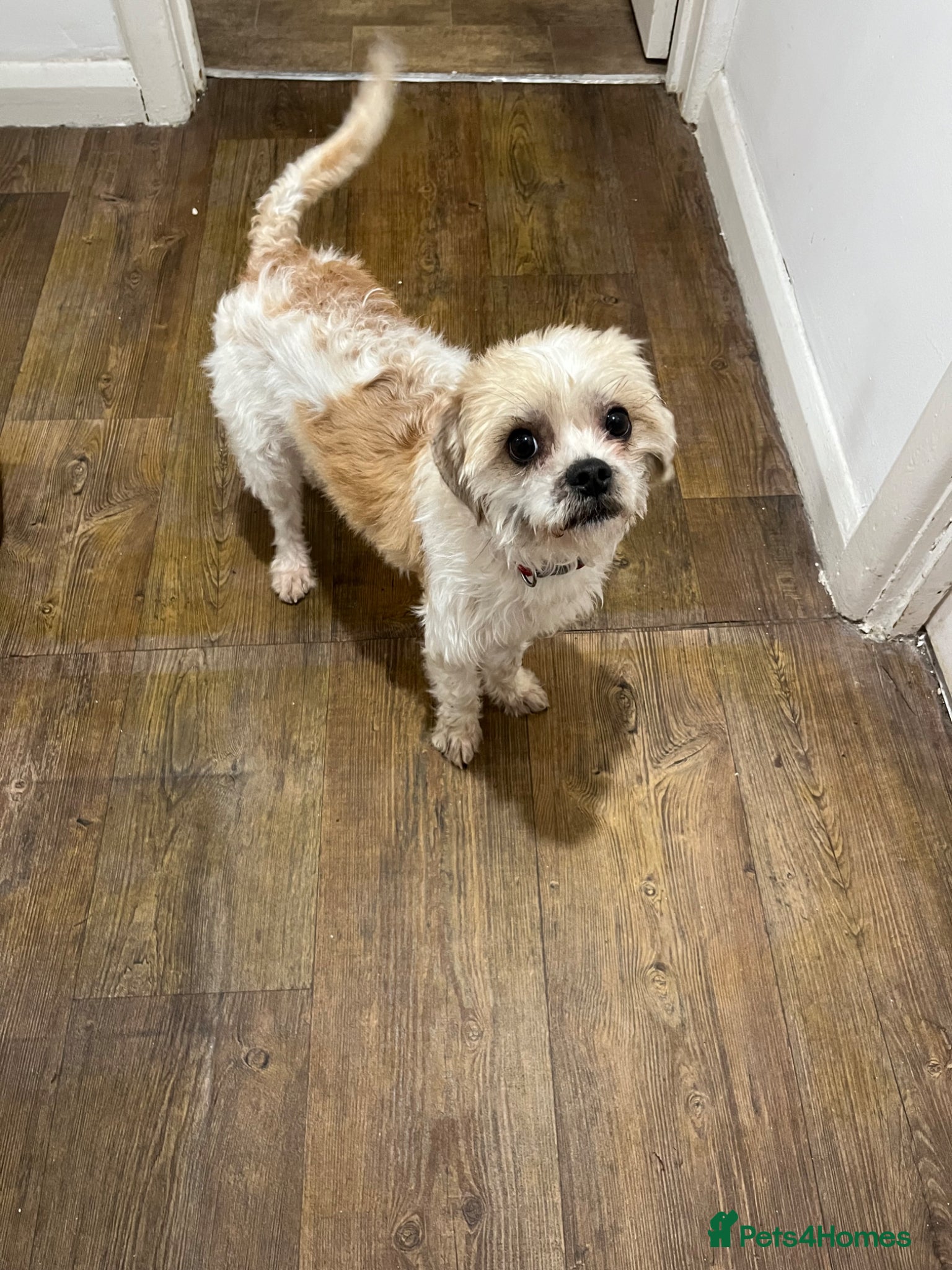 Cavapoo dogs 2 year old Cavapoo - Advert 5