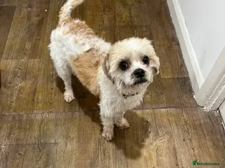 Cavapoo dogs 2 year old Cavapoo - Advert 2