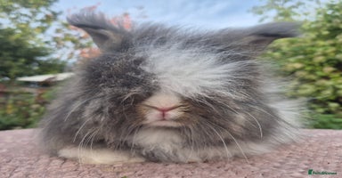 Angora rabbits - Advert 1