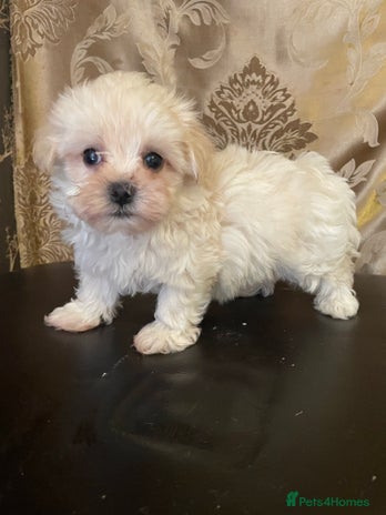 Maltipoo dogs - Advert 16