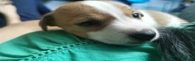 Jack Russell 1