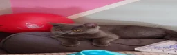 Scottish Fold cats for sale: Beautiful Scottish straight  - Advert 4