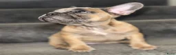French Bulldog dogs for sale: Pedigree French bulldog puppies  - Advert 5