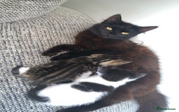 British Longhair cats for sale: Kittens for sale!! in Highbridge - Image 9