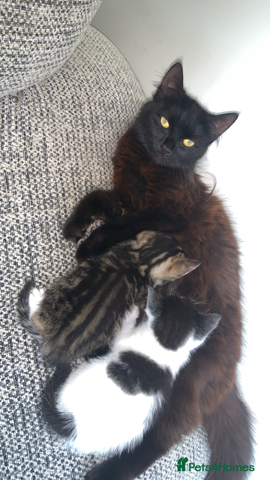 British Longhair cats for sale: Kittens for sale!! in Highbridge - Image 9