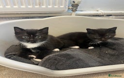 Mixed Breed cats for sale: 🚨Gorgeous babies for sale🚨 - Image 4