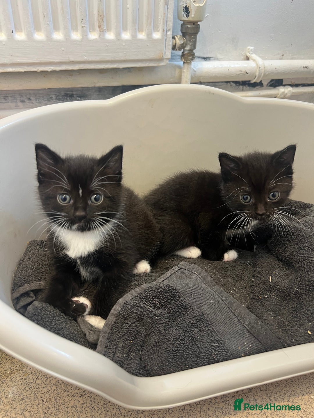 Mixed Breed cats for sale: 🚨Gorgeous babies for sale🚨 - Image 4