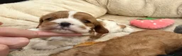 Cavalier King Charles Spaniel dogs for sale: 🌟 KC Cavalier King Charles Spaniel Puppies in Llandeilo - Advert 2