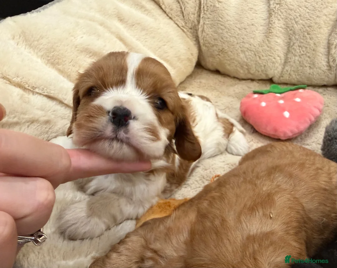 Cavalier King Charles Spaniel dogs for sale: 🌟 KC Cavalier King Charles Spaniel Puppies in Llandeilo - Advert 2