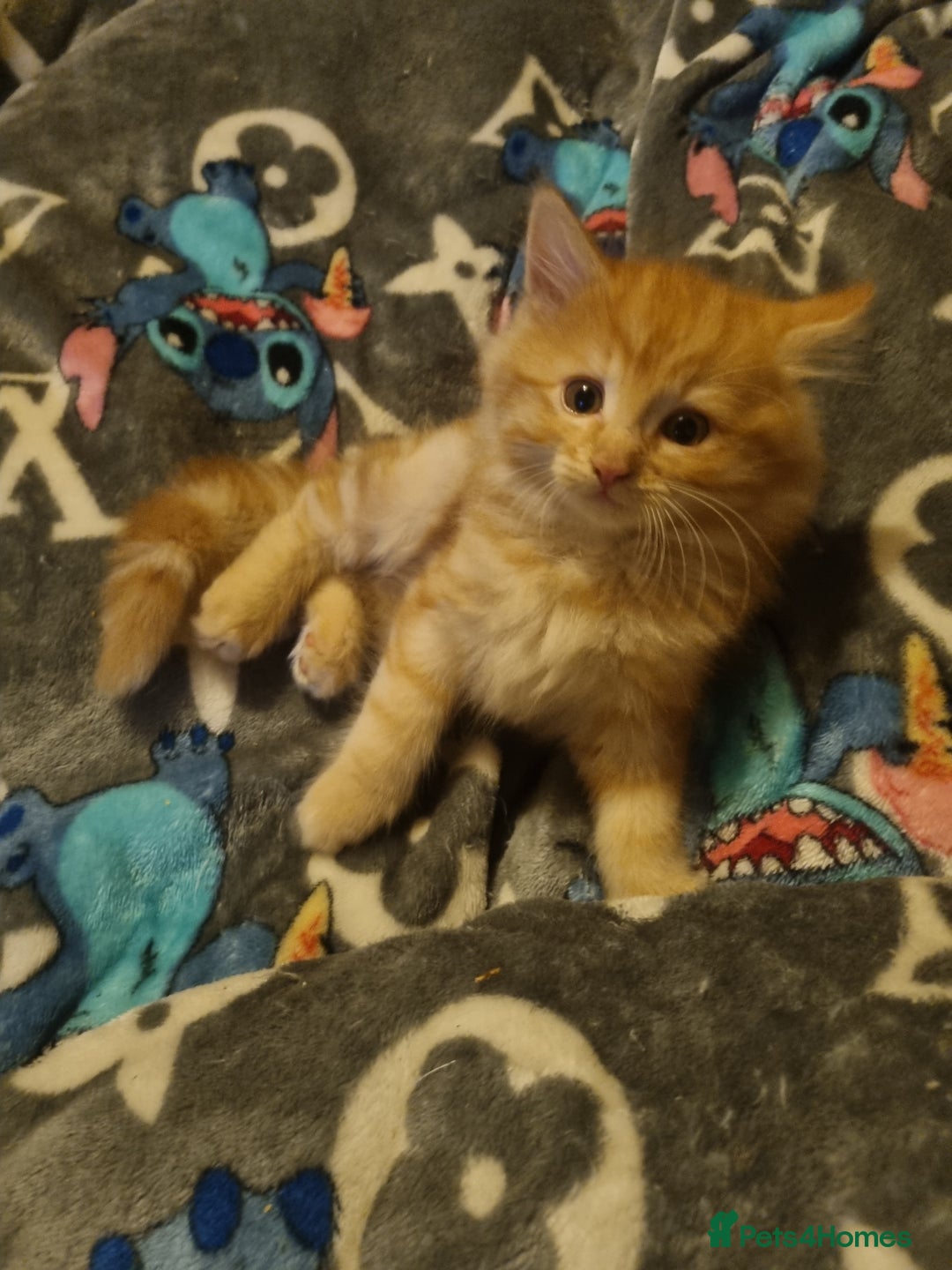 Mixed Breed cats for sale: Maine coon X - Advert 6