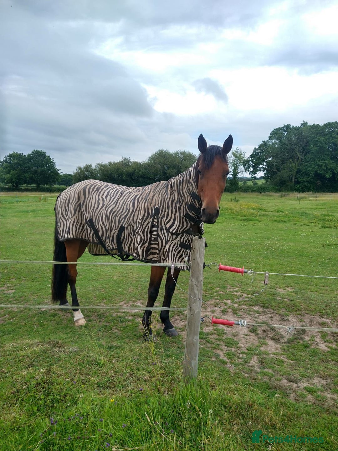 Trotter horses for sale: Ruby project mare for sale  - Advert 1