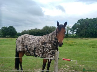 Trotter horses Ruby project mare for sale - Advert 3