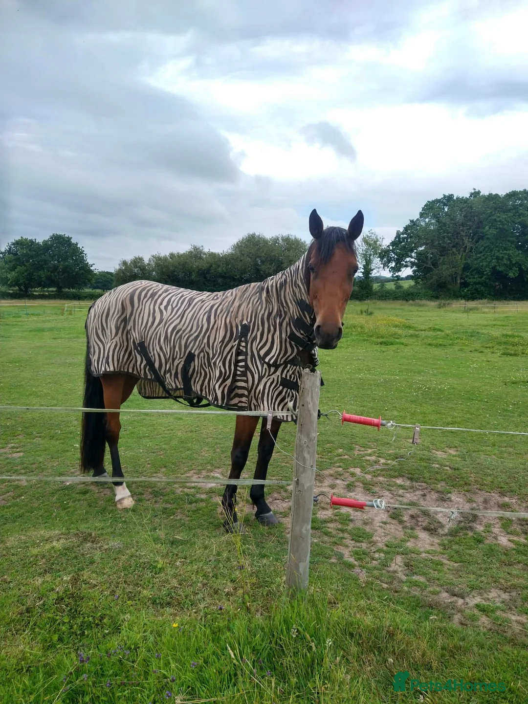 Trotter horses for sale: Ruby project mare for sale  - Advert 1