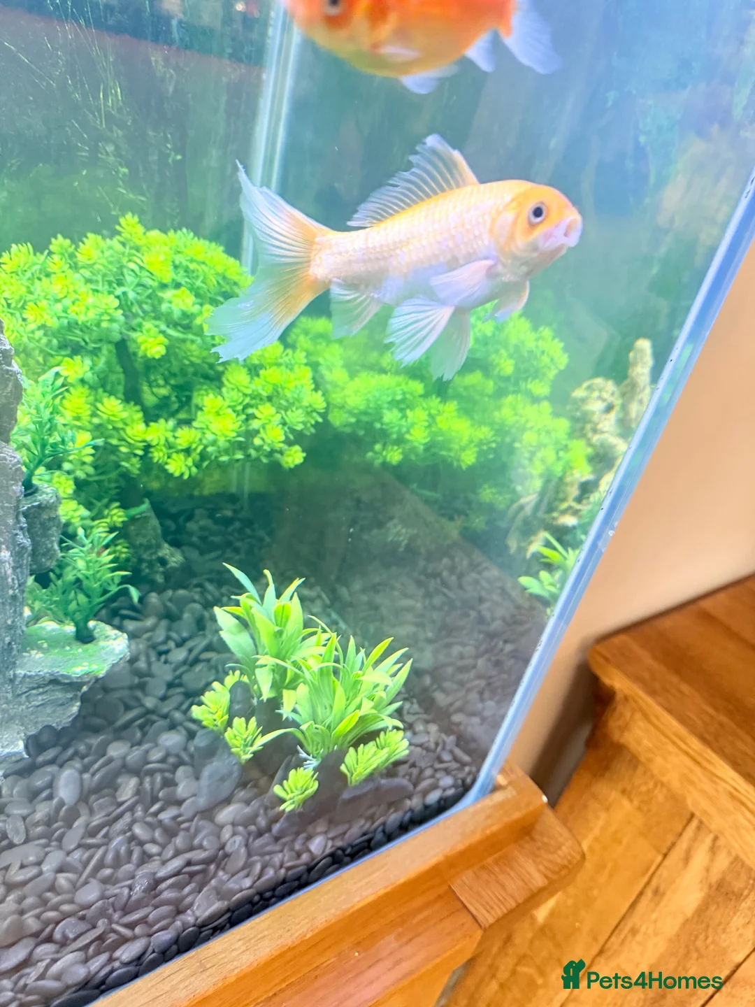 Goldfish fish for sale: Large Goldfishes for sale  - Advert 6