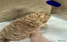 Cockapoo dogs for sale: Outstanding Cockapoos Puppies. 4 boys💙 2 girls 💗 - Image 24