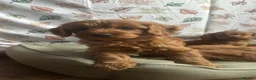 Cockapoo dogs for sale: HEALTH TESTED COCKAPOOS - Advert 8