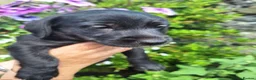 Mixed Breed dogs for sale: Beddy/jacks  in Girvan - Advert 23