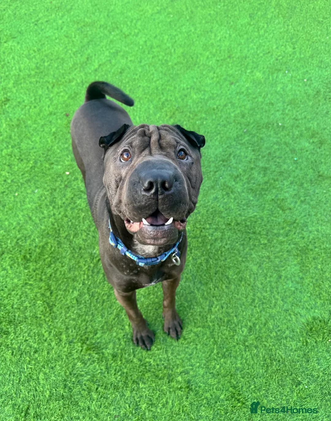 Shar Pei dogs for sale: Male shar pei  - Advert 1