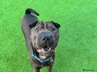 Shar Pei dogs Male shar pei - Advert 3