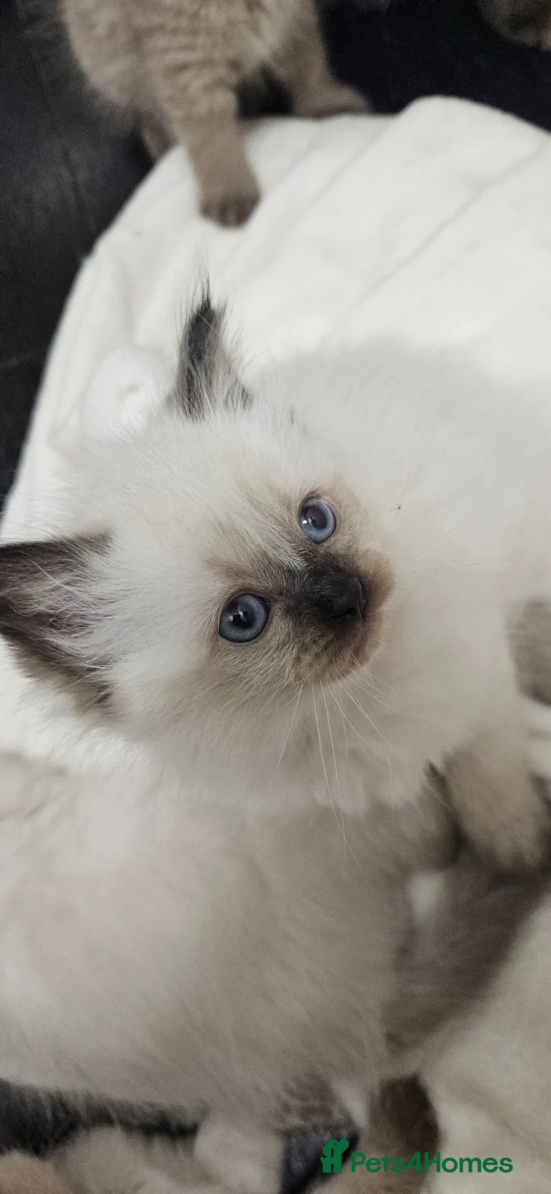 Ragdoll cats for sale: Blue Sepia, Seal Sepia and Seal Point Ragdolls - Advert 2