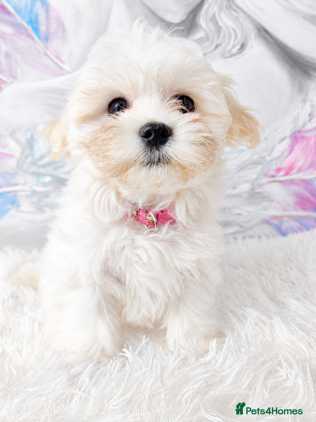 Maltese dogs Maltese  - Advert 2