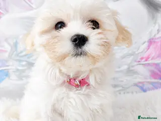 Maltese dogs Maltese - Advert 4