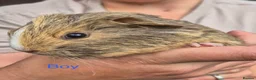 Guinea Pig rodents for sale: Guinea pigs  - Advert 8