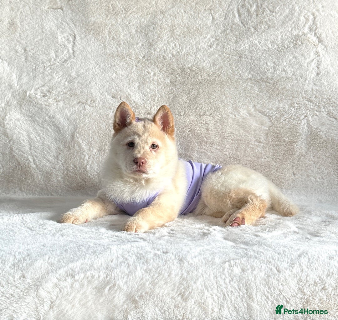 Siberian Husky dogs for sale: Stunning exotic colour puppies for sale  - Image 17