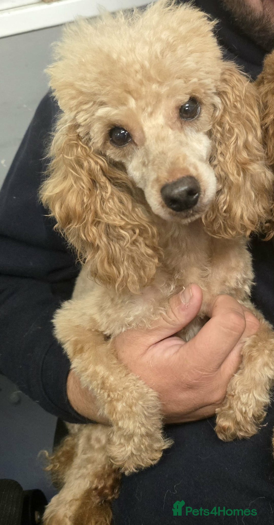 Toy Poodle dogs for sale: Handsome Toy Poodle - Advert 4