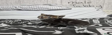 Mixed Breed Kitten 2