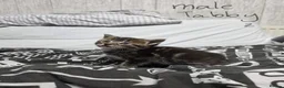 Mixed Breed cats for sale: 7 kittens, half Maine Coon - Advert 10