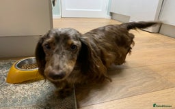 Miniature Dachshund dogs for sale: Adorable Longhaired Miniature Dachshund Puppies - Image 18