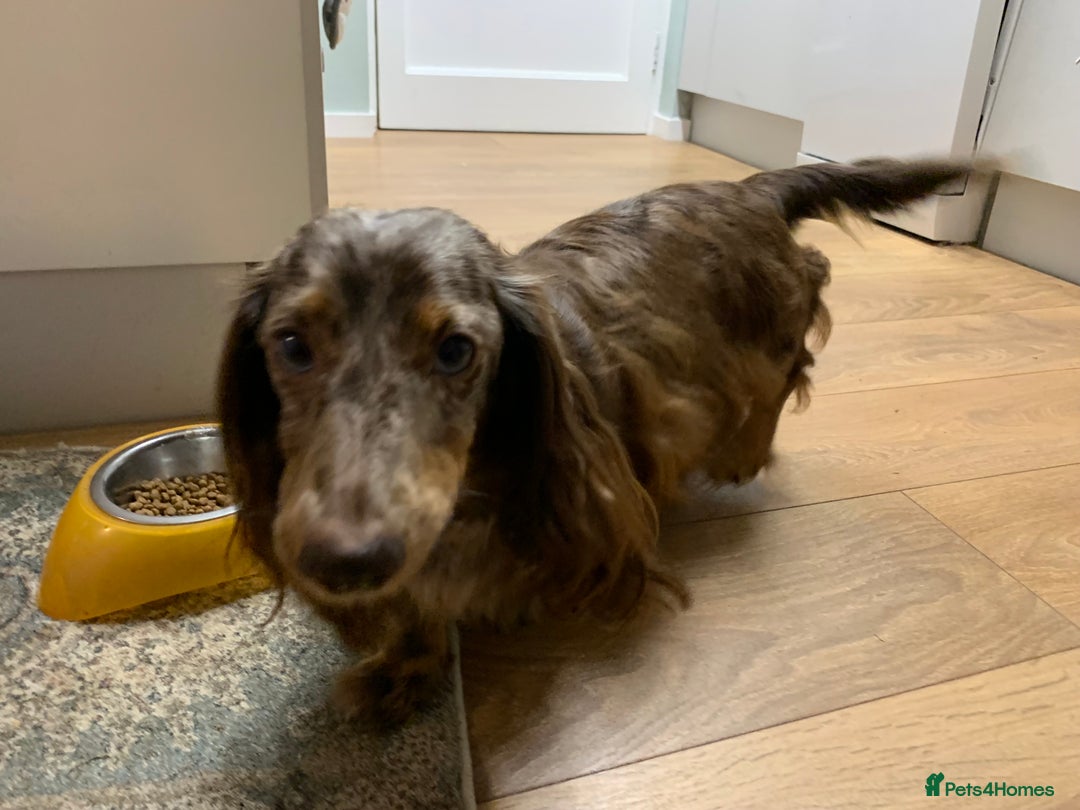 Miniature Dachshund dogs for sale: Adorable Longhaired Miniature Dachshund Puppies - Image 18