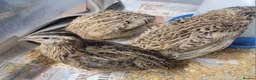 Quail poultry for sale: Quail chicks - Advert 7