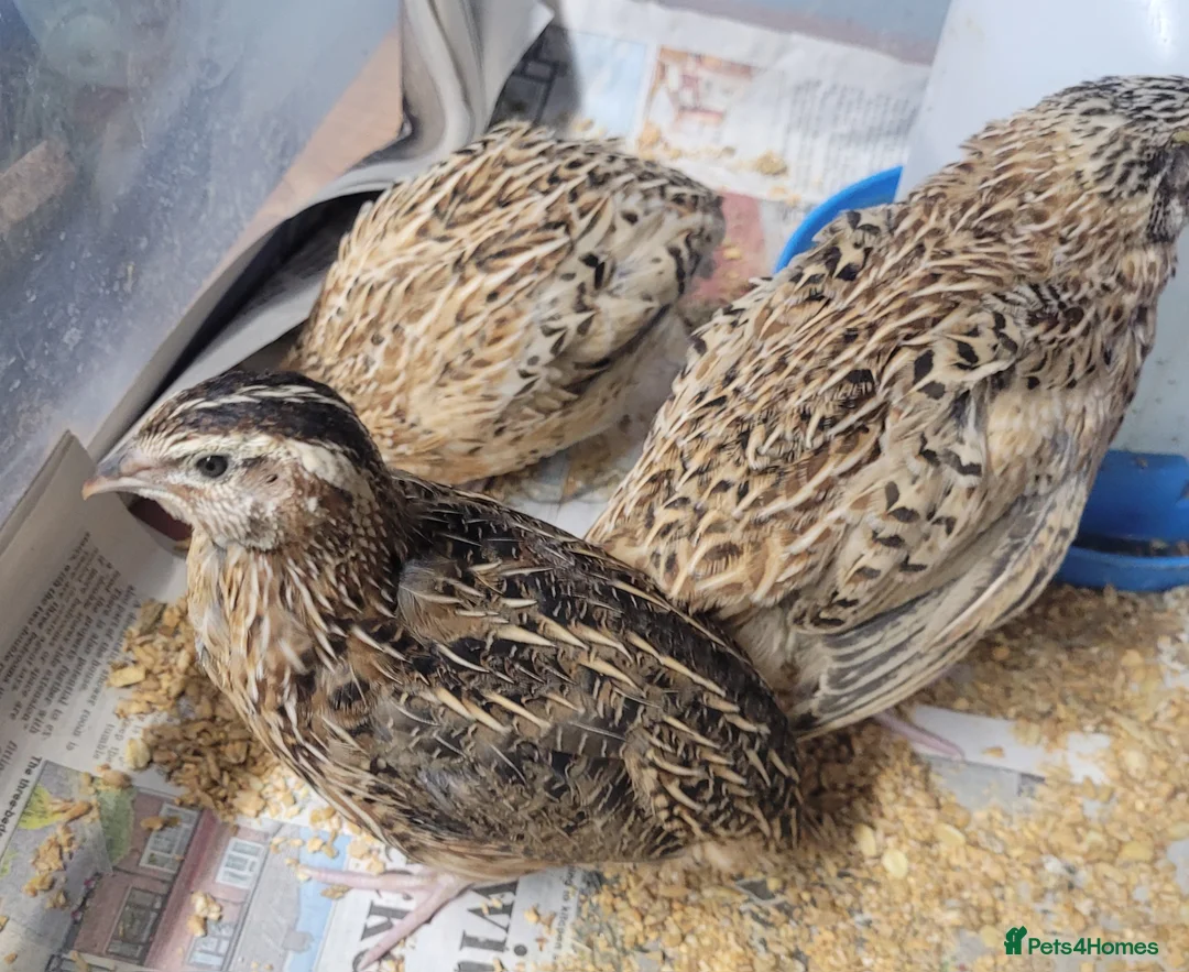 Quail poultry for sale: Quail chicks - Advert 7
