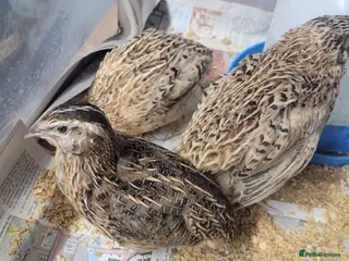 Quail poultry 3×Quail £15 & 1×Leghorn chicken £15 - Advert 5