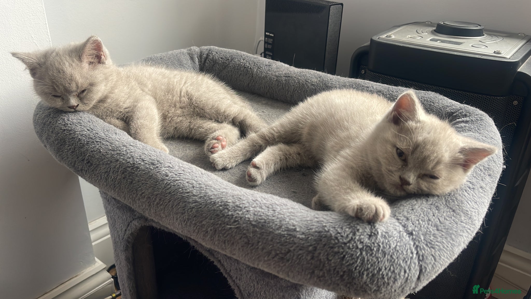 British Shorthair cats British shorthair - Advert 2