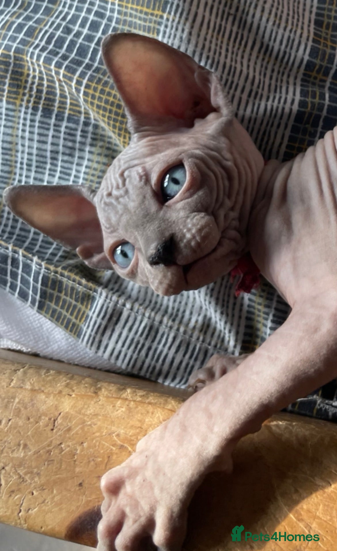 Sphynx cats Sphynx Kittens - European Champion Bloodlines - Advert 5