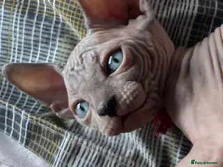 Sphynx cats Sphynx Kittens - European Champion Bloodlines - Advert 5