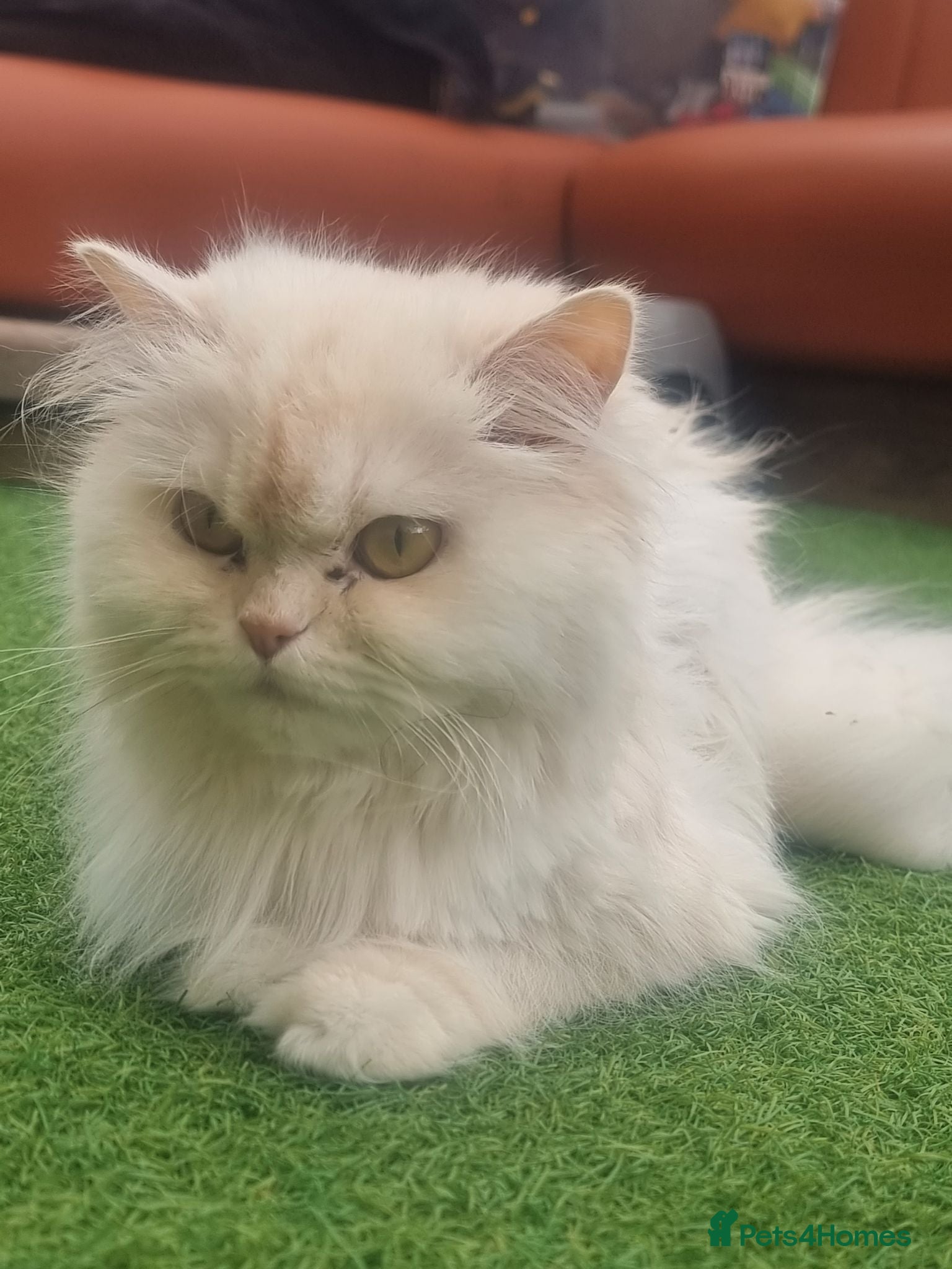 Persian cats Persian Cat - Advert 1