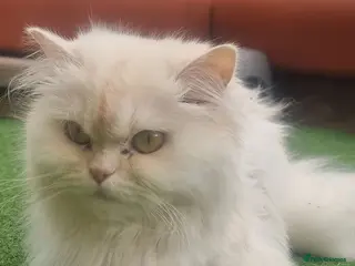 Persian cats Persian Cat - Advert 4