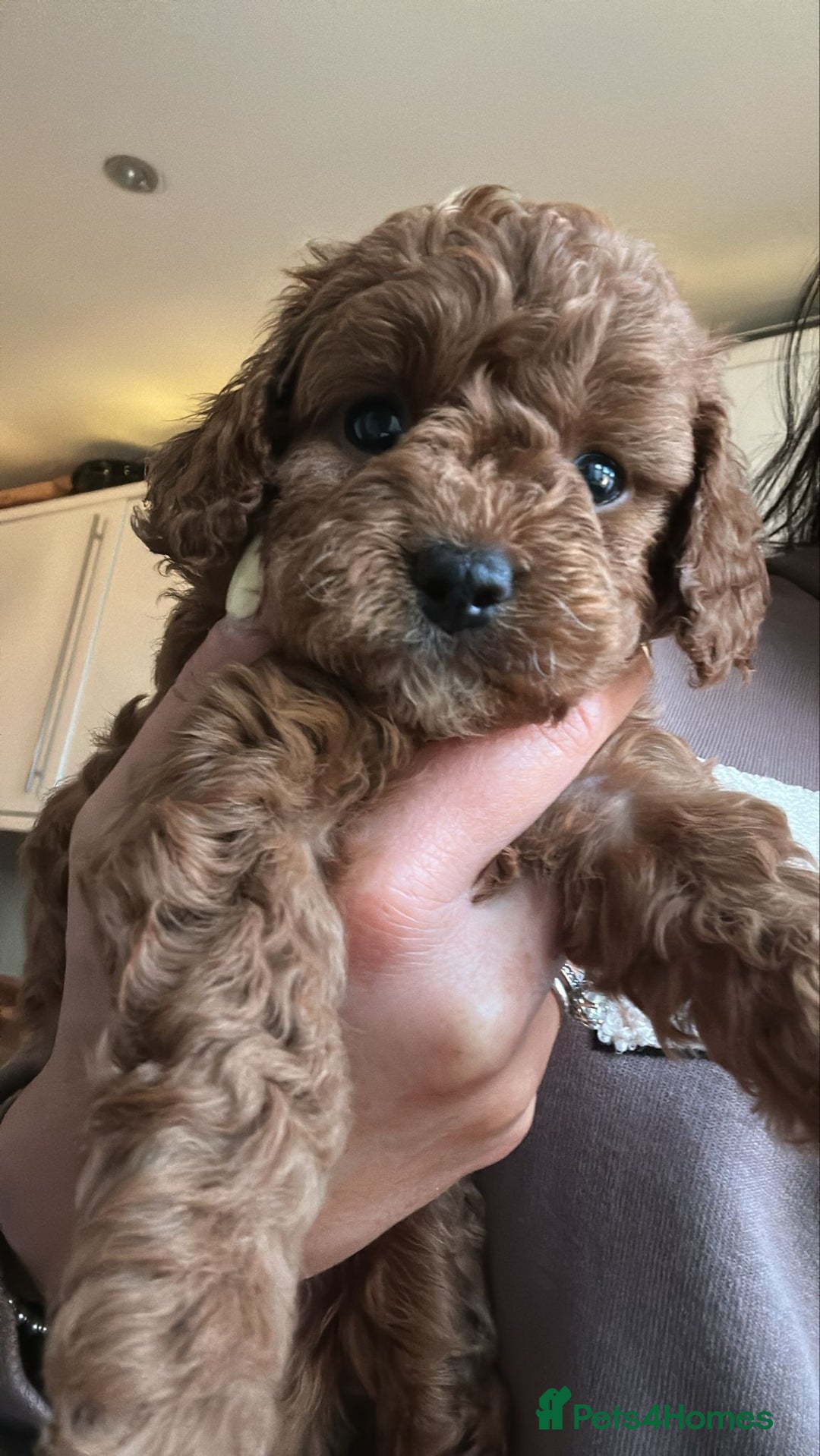 Cavapoo dogs for sale: 🌟Rare Tiny Toy Cavapoo F1B - Image 6