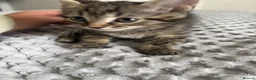 Maine Coon cats for sale: 🌟 Adorable Kittens ready for 4ever home 🌟 - Advert 9