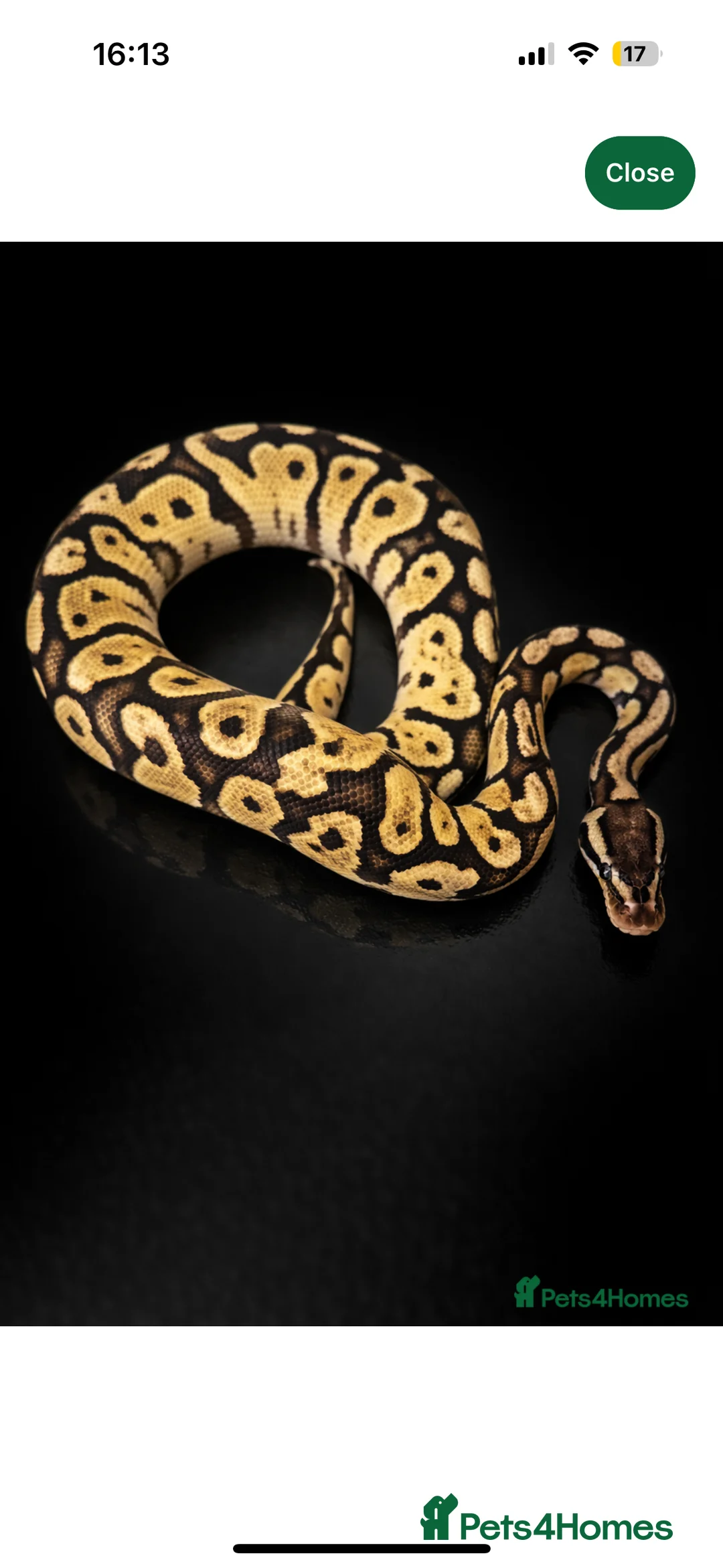 Python Snake reptiles for sale: Ball Pythons Available  - Advert 7